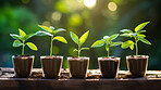 Close-up of a young plants  in a row. Growing phases. Ecology Concept.