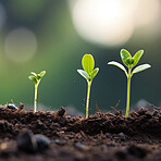 Close-up of a young plants  in a row. Growing phases. Ecology Concept.