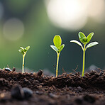 Close-up of a young plants  in a row. Growing phases. Ecology Concept.