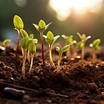 Close-up of a young plants against blurry background. Ecology Concept.