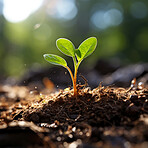 Close-up of a young plant against blurry background. Ecology Concept.