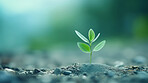 Small plant growing against blur background. Copy space. Eco concept.