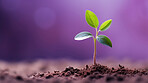 Small plant growing against purple blur background. Copy space. Eco concept.