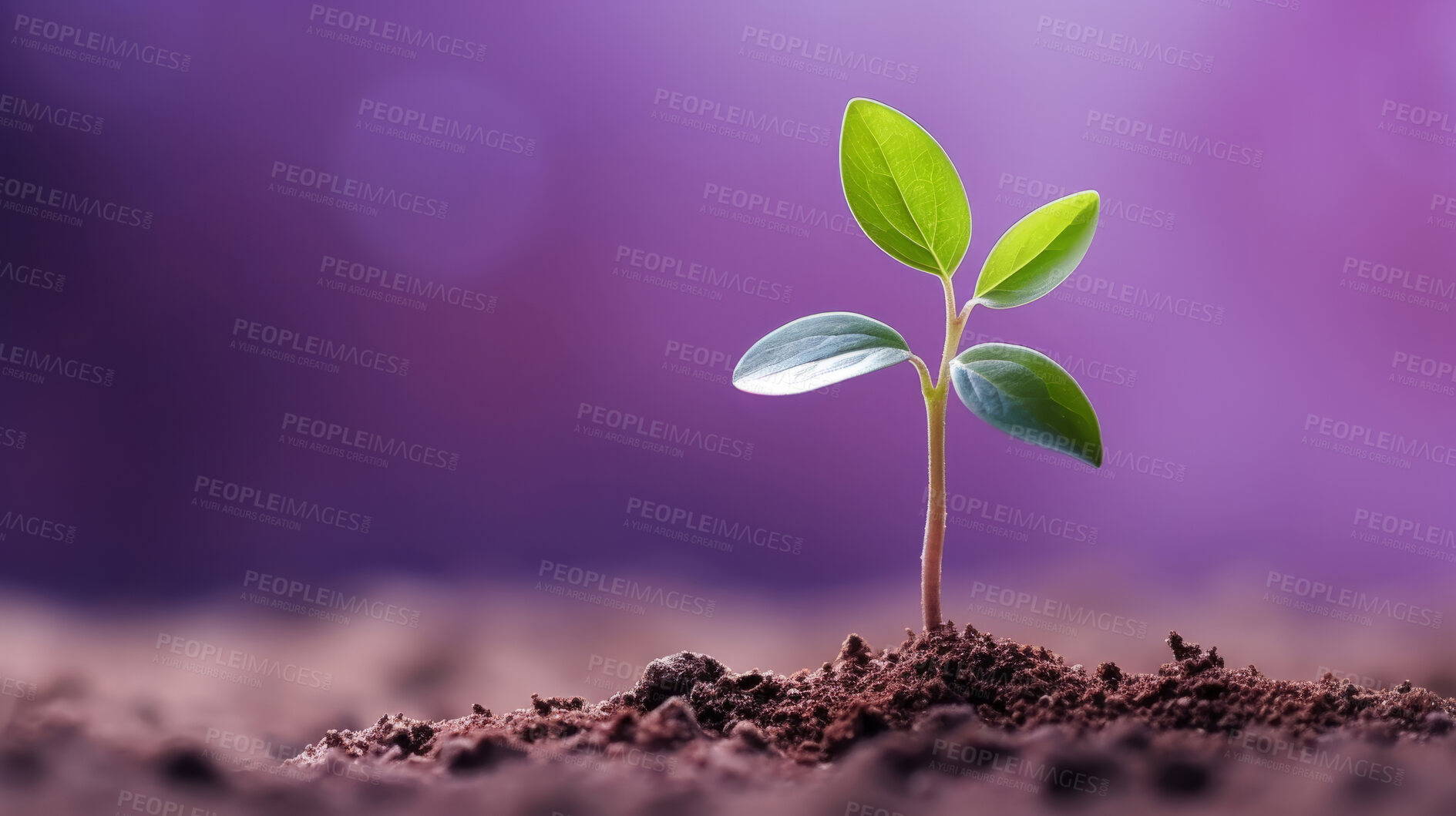 Buy stock photo Small plant growing against blur background. Copy space. Eco concept.