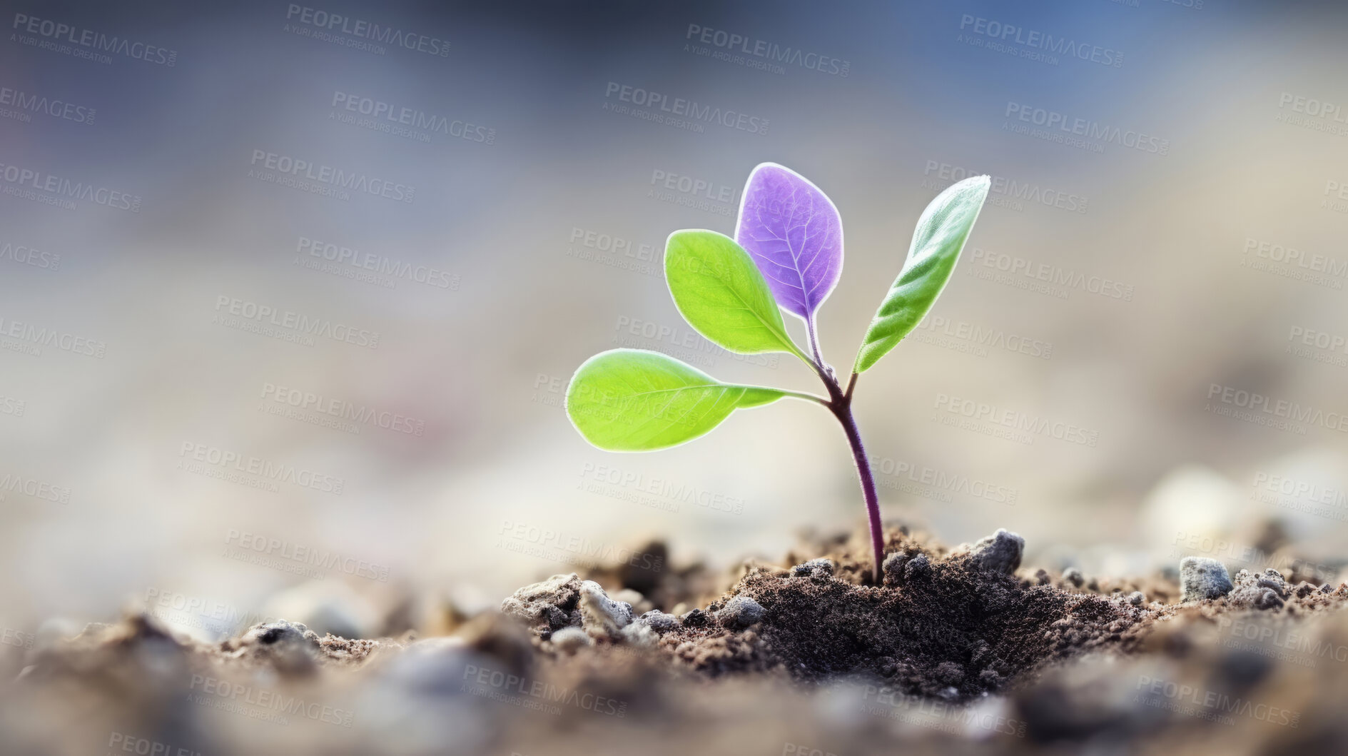 Buy stock photo Small plant growing against blur background. Copy space. Eco concept.