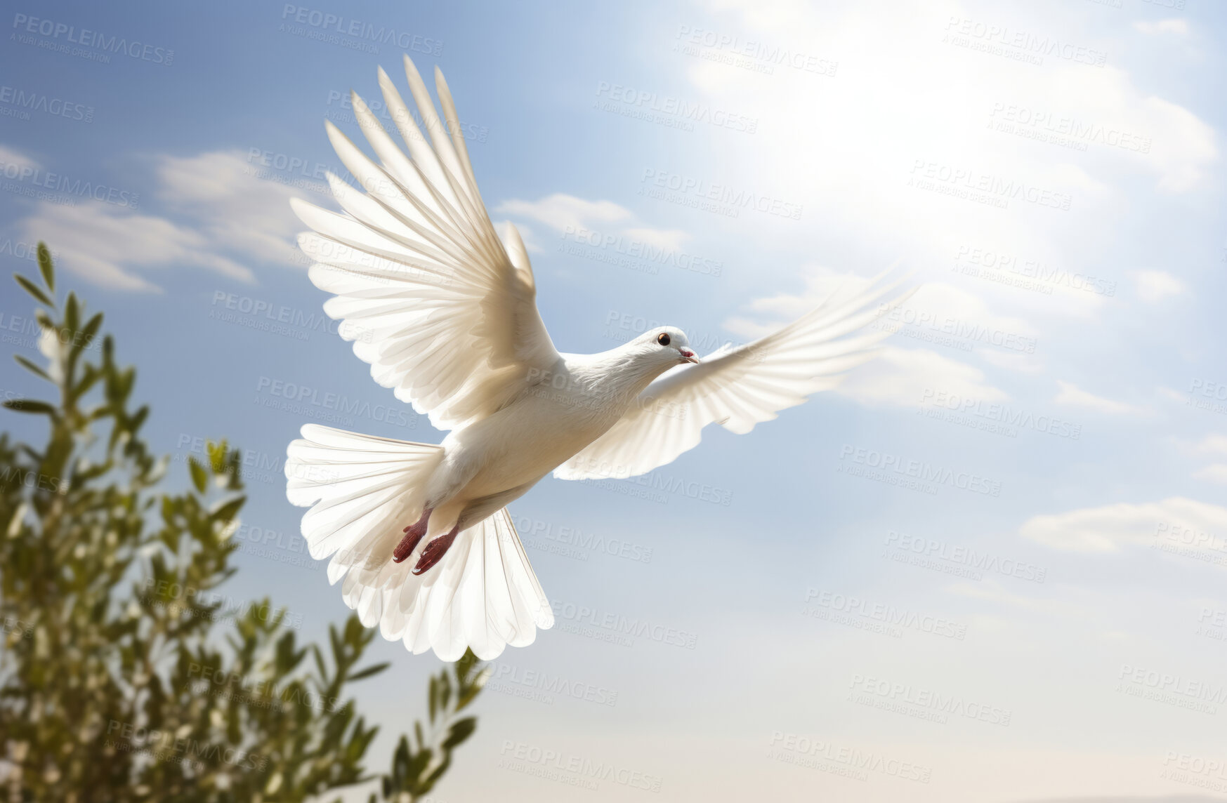 Buy stock photo Peace illustrated by white dove. Green branch. Peace concept.