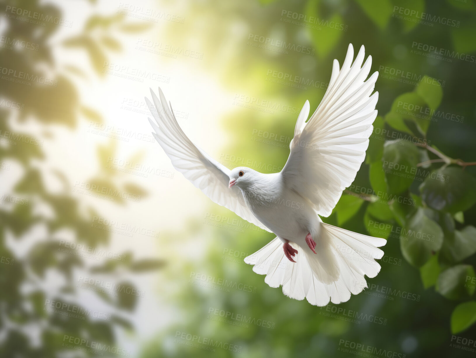 Buy stock photo Peace illustrated by white dove. Green branch. Peace concept.