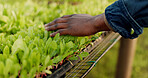 Greenhouse, agriculture and hand of farmer on plants to check growth, quality assurance and food production. Sustainable business, agro farming and vegetable supplier with leaves in market inspection