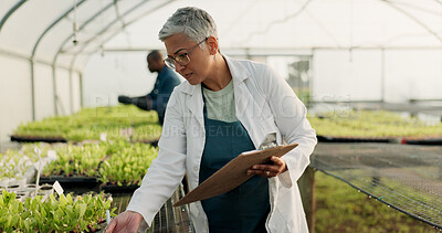 Buy stock photo Scientist, woman and checklist for greenhouse plants, farming or agriculture inspection, quality assurance and growth. Senior farmer or science expert check vegetables and clipboard for food security