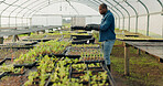 Greenhouse, tray and black man with plants, farm and harvest organic vegetables. Agriculture, nursery and African person in garden for ecology, growth of food and sustainability in small business