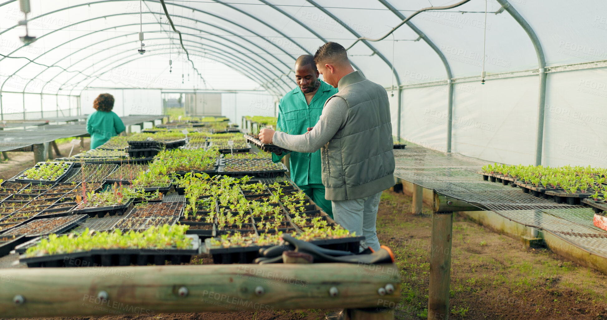 Buy stock photo Greenhouse, agriculture and farm employees with plants to check growth, quality assurance and food production. Sustainable business, agro farming and vegetable supplier in market inspection together.