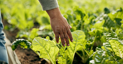 Buy stock photo Greenhouse, farming and hand of farmer on plants to check growth, quality assurance and agro food production. Sustainable business, agriculture and vegetable supplier with leaves in market inspection