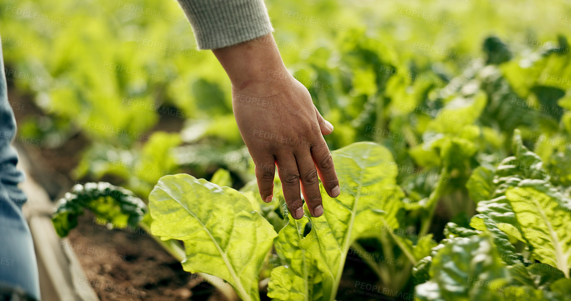 Buy stock photo Greenhouse, farming and hand of farmer on plants to check growth, quality assurance and agro food production. Sustainable business, agriculture and vegetable supplier with leaves in market inspection