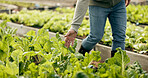 Greenhouse, agriculture and hand of worker on plants to check growth, quality assurance and food production. Sustainable business, agro farming and vegetable supplier with leaves in market inspection