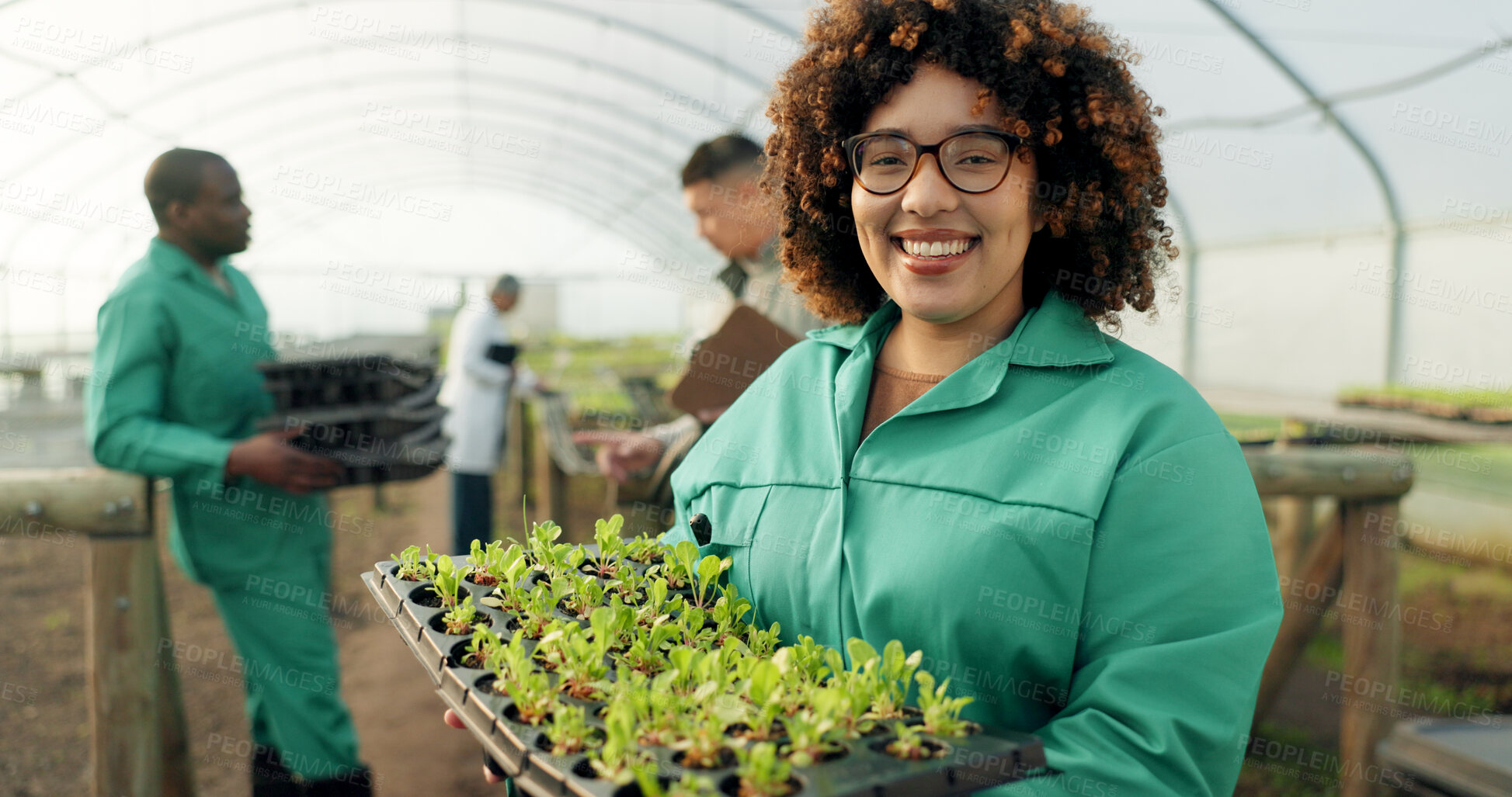 Buy stock photo Woman, tray of plants and portrait in greenhouse for agriculture, eco friendly gardening and sustainable farming. Farmer or people with green sprout, vegetables growth and happy for agro development