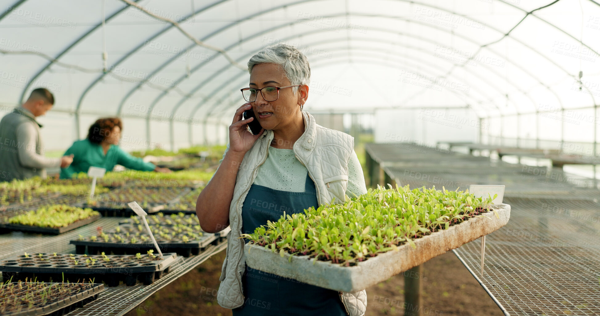 Buy stock photo Manager, phone call and greenhouse plants, farming or agriculture communication, growth and agro business management. Senior woman, farmer or supplier talking on mobile with sprout tray and gardening