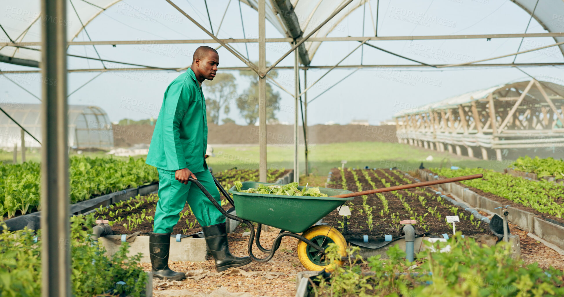 Buy stock photo Greenhouse, agriculture and farmer with wheelbarrow, plants and growth with quality in food production. Sustainable business, agro farming and vegetable supplier with leaves, tools and work in field.