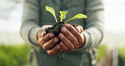 Buy stock photo Farmer hands, plants and gardening soil in sustainability, eco friendly farming and vegetables in agriculture. Worker or Person palm with sprout, growth and fertilizer for agro project in greenhouse