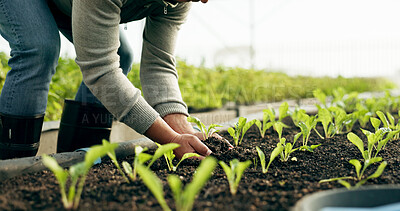 Buy stock photo Farmer hands, plants and farming with soil for sustainability, eco friendly business and vegetables growth in agriculture. Person zoom with sprout, fertilizer and green leaves of greenhouse gardening