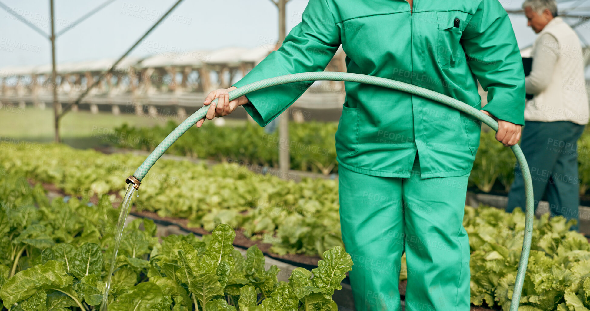 Buy stock photo Greenhouse, agriculture and hand watering plants for growth, quality and food production. Sustainable business, agro farming and vegetables, woman with water on lettuce or spinach for development.