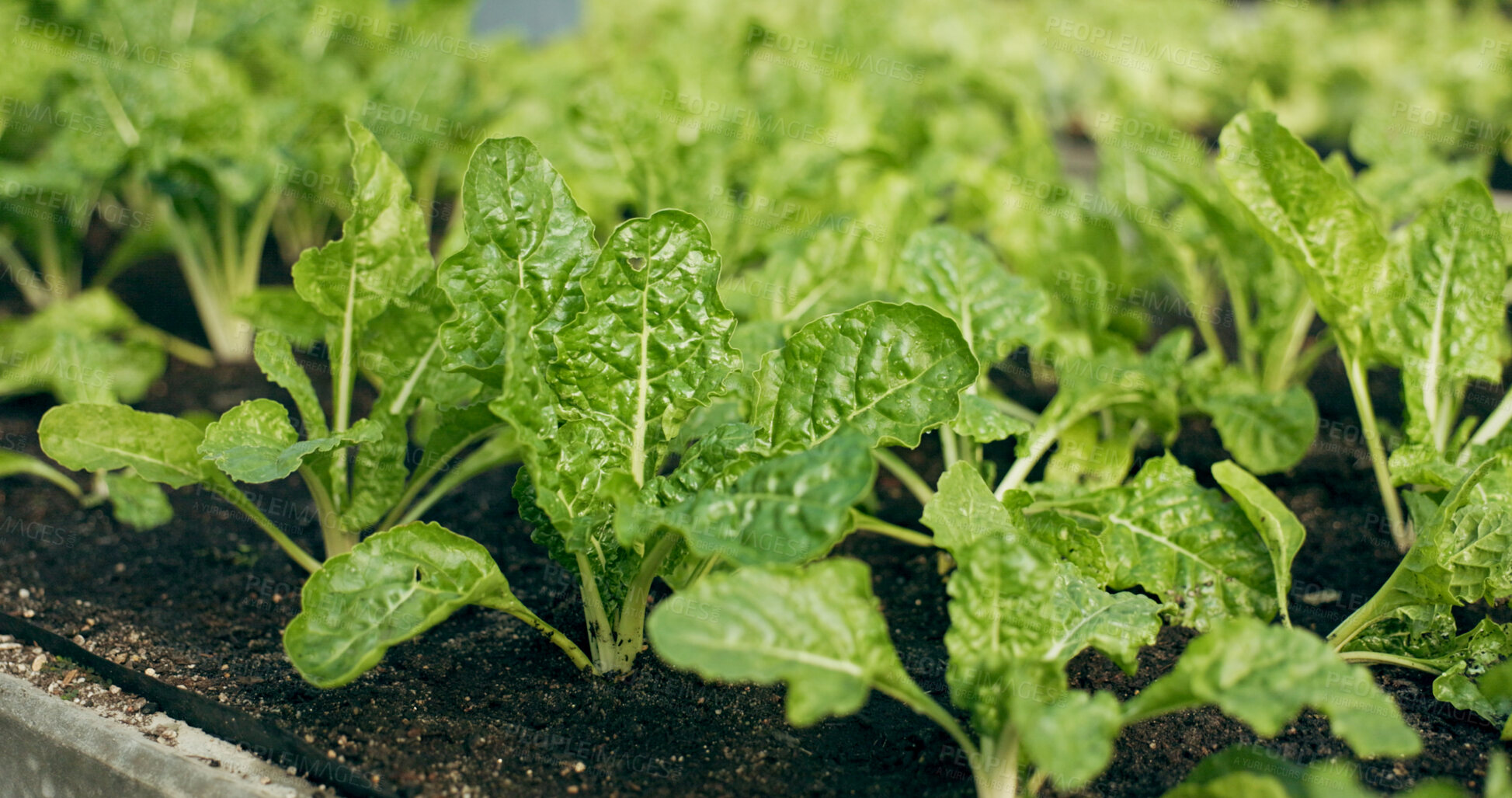 Buy stock photo Greenhouse, agriculture and vegetables with growth, quality in nature and food production supply chain. Sustainable business, agro farming and development with leaves, herbs and plants for market.