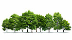 Trees isolated on a white background. Eco-friendly and world earth day concept