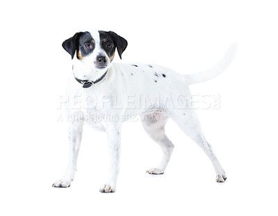 Buy stock photo Jack Russell dog, studio and white background with pet care, healthy and isolated with wellness. Canine animal, puppy and face with natural fur coat with rescue for safety, pedigree and adoption