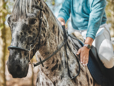 Face of horse with woman, riding in forest and practice for competition, race or dressage with trees in nature. Equestrian sport, jockey or rider on animal in woods for adventure, training and care.