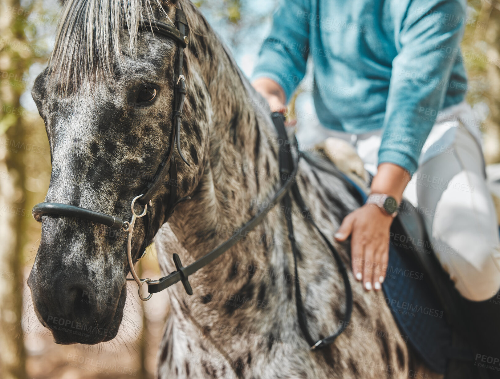 Buy stock photo Face of horse with woman, riding in forest and practice for competition, race or dressage with trees in nature. Equestrian sport, jockey or rider on animal in woods for adventure, training and care.