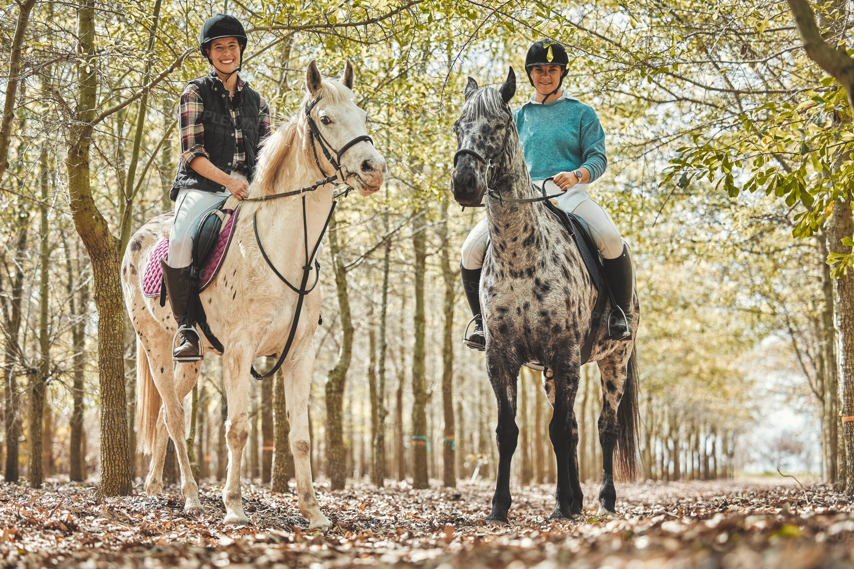 Buy stock photo Portrait, outdoor and women with horses, nature and hobby with activity, woods and wellness with weekend break. People, girls and friends with animals, stallions or adventure in a forest and farm pet