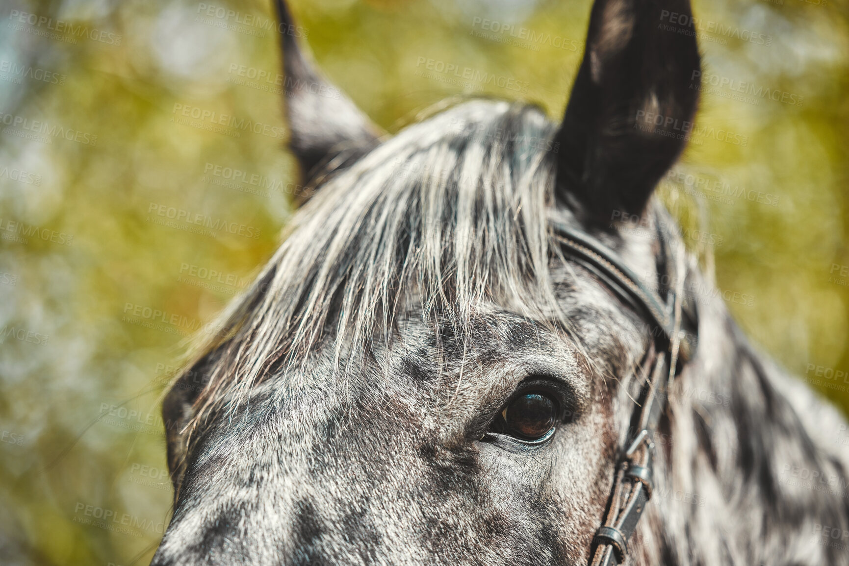 Buy stock photo Eyes, equestrian and a horse closeup in the countryside during summer for stallion or sustainability. Farm, agriculture ecology with a wild animal outdoor in a natural environment or green habitat