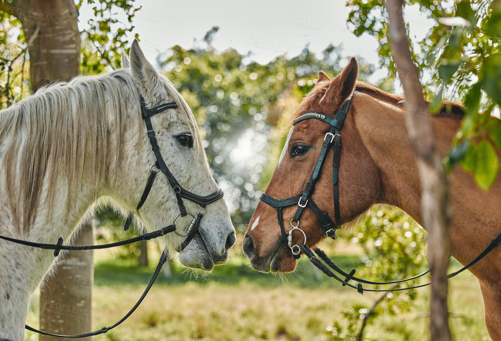 Buy stock photo Horses, noses and animal affection in nature in equestrian game park, care and leisure in countryside. Stallions, strength and colt touch for thoroughbred, and rodeo ranch for foal mating season