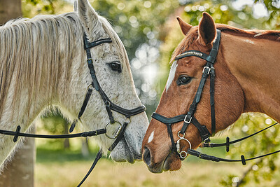 Pets, horses and nature on farm, field and closeup in woods or agriculture with health, wellness and peace. Natural, pasture and equestrian animals in forest, environment or farming countryside.