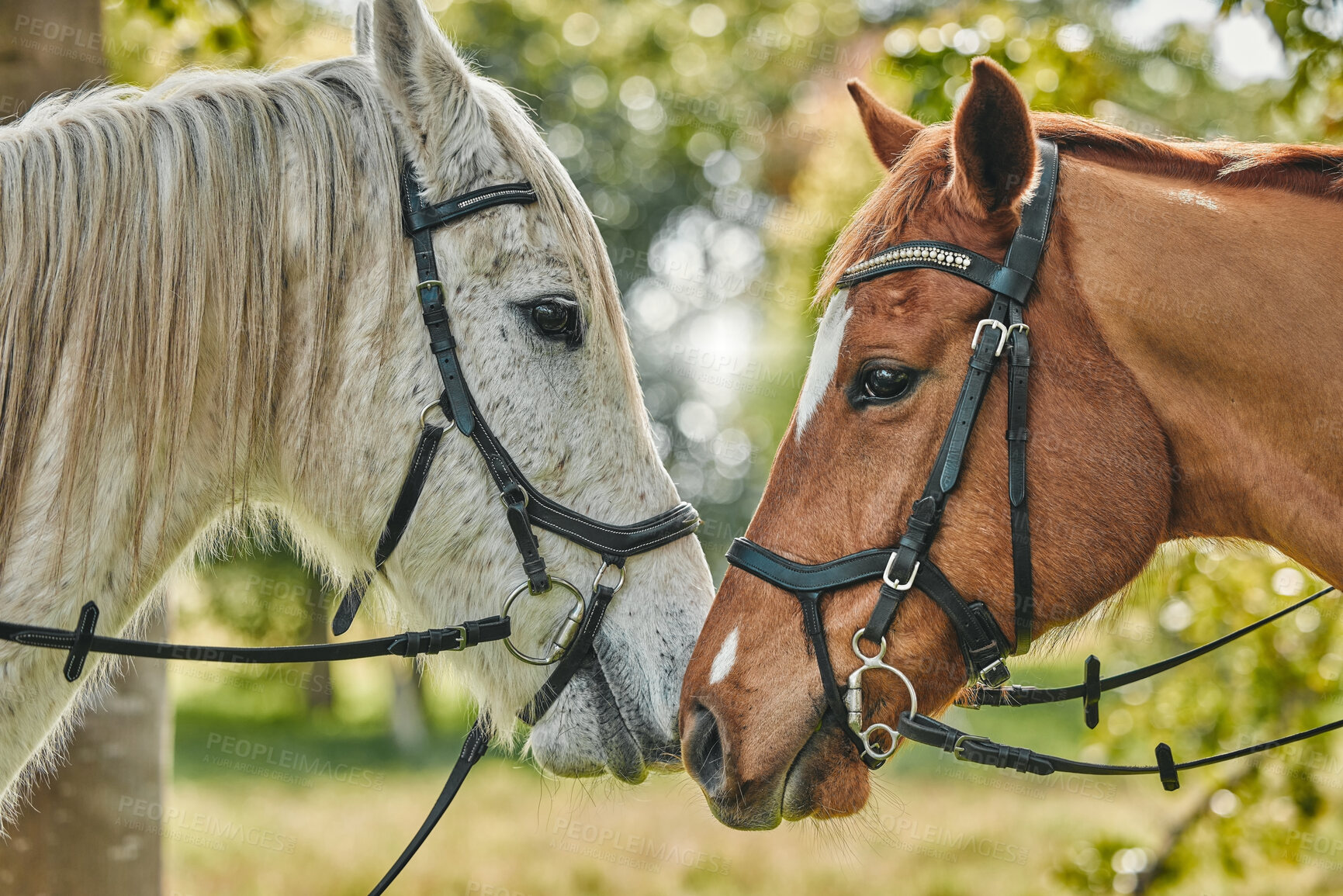 Buy stock photo Pets, horses and nature on farm, field and closeup in woods or agriculture with health, wellness and peace. Natural, pasture and equestrian animals in forest, environment or farming countryside.