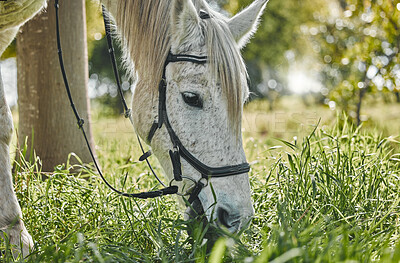 Pet, horse and eating grass on farm, field and closeup in woods or agriculture with health, wellness and peace. Grazing, pasture and equestrian animal in nature, environment or farming countryside