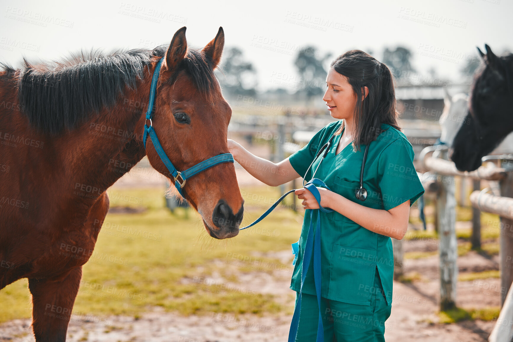 Buy stock photo Horse, woman veterinary and medical exam outdoor for health and wellness in the countryside. Doctor, professional nurse or vet person with an animal for help, medicine and healthcare at a ranch