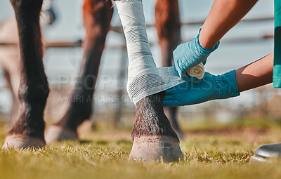 Buy stock photo Horse, woman veterinary and bandage on legs outdoor for injury, wound or sprain in countryside. Hands of doctor, nurse or vet person with an animal for help, healing and medical care at a ranch