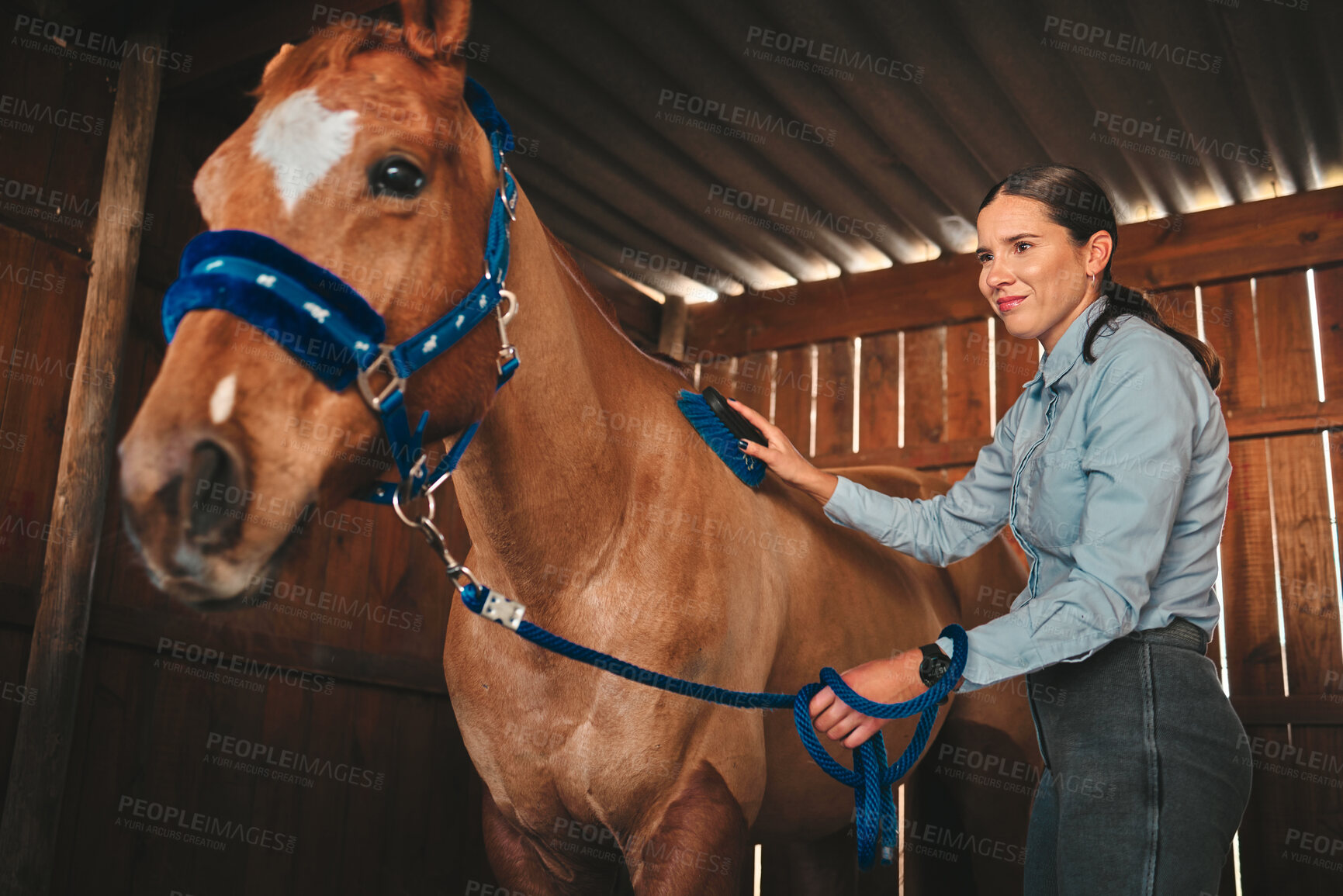 Buy stock photo Equestrian, ranch and a woman with her horse in a barn, brushing fur before training as a jockey. Farm, sports and a female rider cleaning her pet in a stable preparation of an equine event or hobby