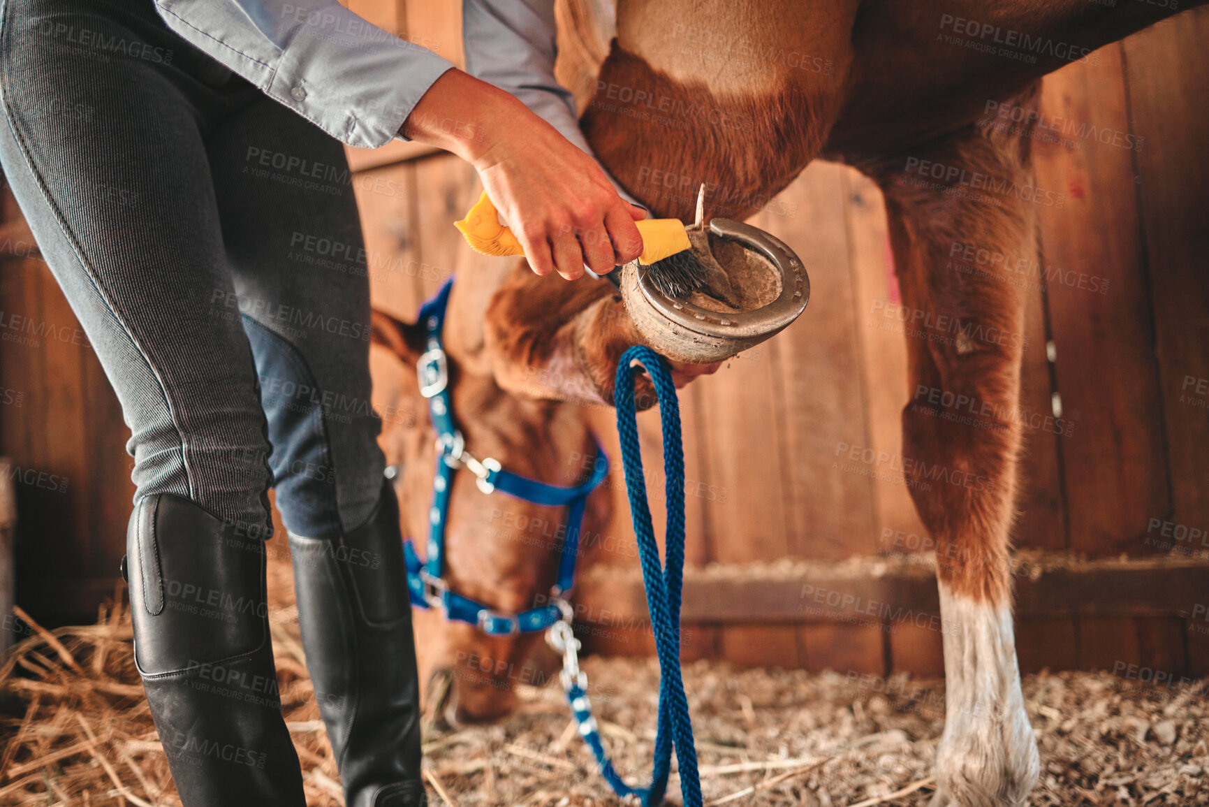 Buy stock photo Cleaning, shoes and hands of woman and horse in barn for grooming, help and health. Equestrian, animal and foot with closeup of jockey and pet on countryside farm for blacksmith and maintenance