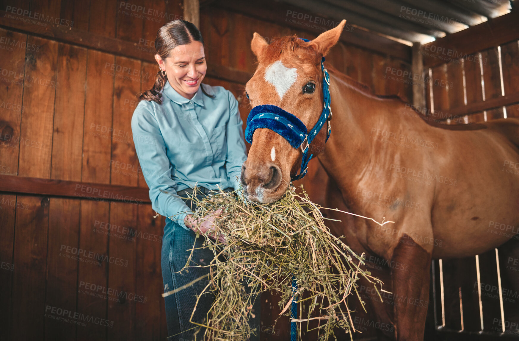 Buy stock photo Woman, hay and feeding horse in stable, barn and rancher of farming animals in sustainable shed. Happy female farmer, owner and care for equestrian livestock, hungry brown stallion and farm pet