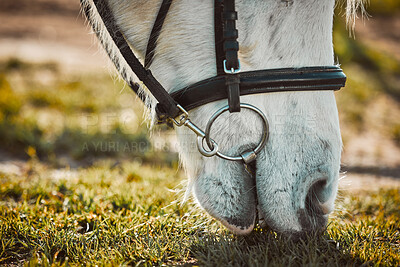Horse, grass eating and pet nose zoom on a farm in the countryside grazing on green plants. Agriculture, hungry animal and horses on a field in a equestrian or farming environment in the sun