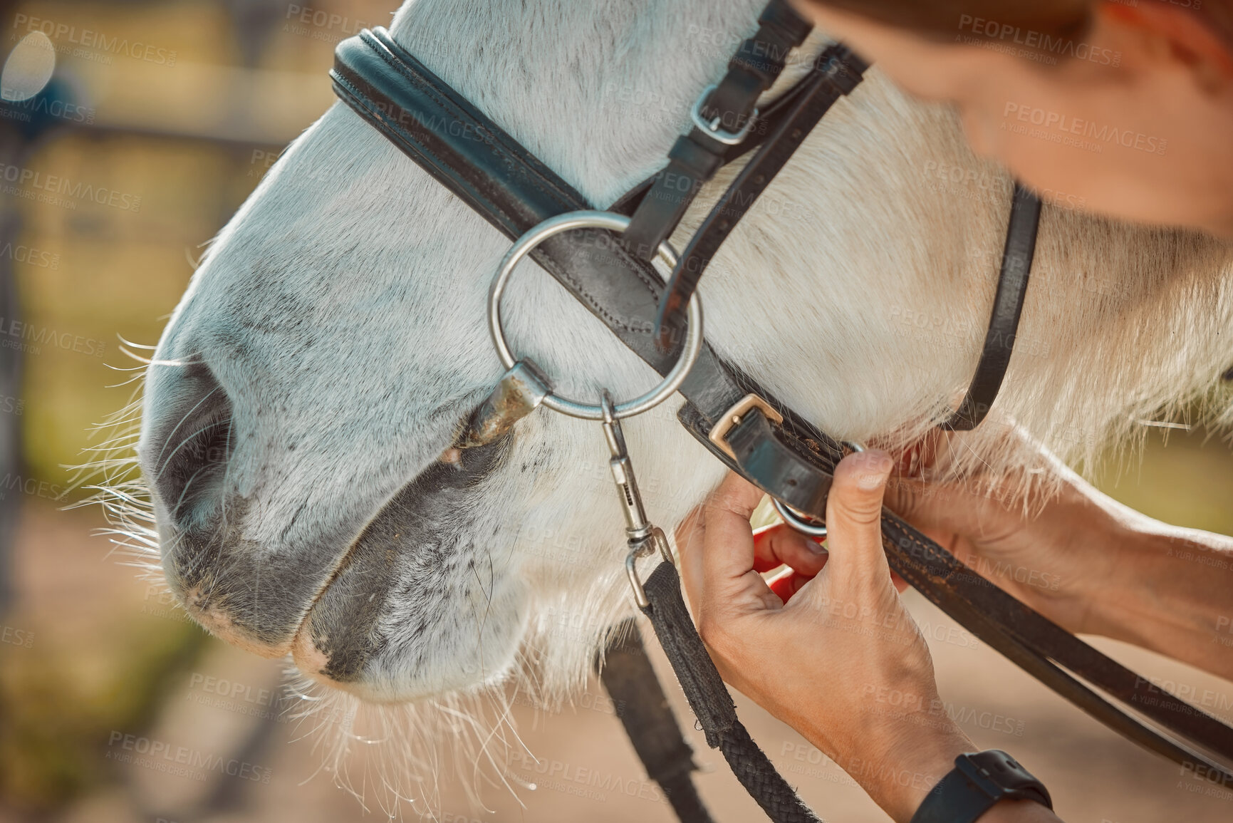 Buy stock photo Horse, mouth and riding with equestrian, person hands saddle up animal outdoor, ranch in countryside and sports. Luxury, pet closeup with fitness and nature, rider or jockey for train for competition