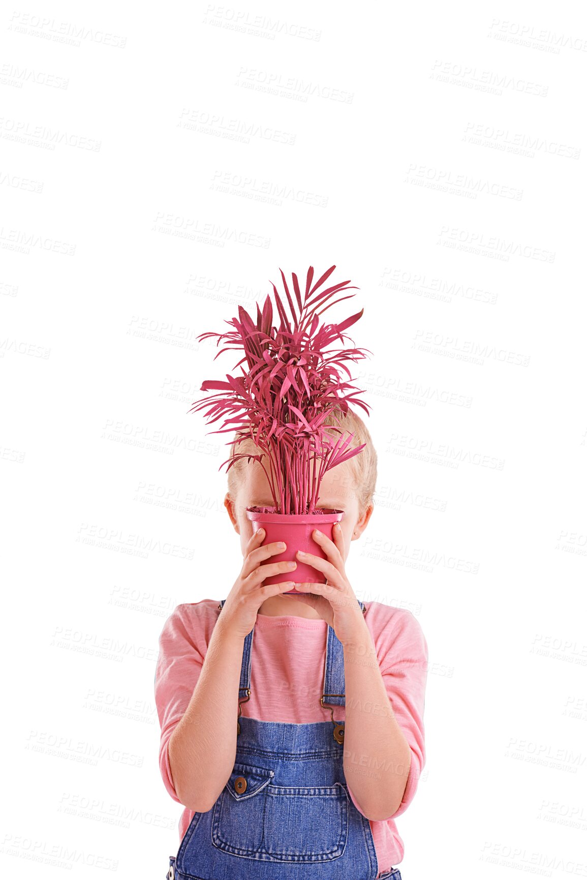 Buy stock photo Pot, child hiding face with plant and isolated on a transparent png background. Kid cover with potted leaf, natural sustainability and cute girl gardening for ecology, earth day and floral growth