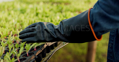 Buy stock photo Greenhouse, agriculture and glove, hand of farmer on plants to check growth and quality assurance in food production. Sustainable business, agro farming and vegetable supplier in market inspection.