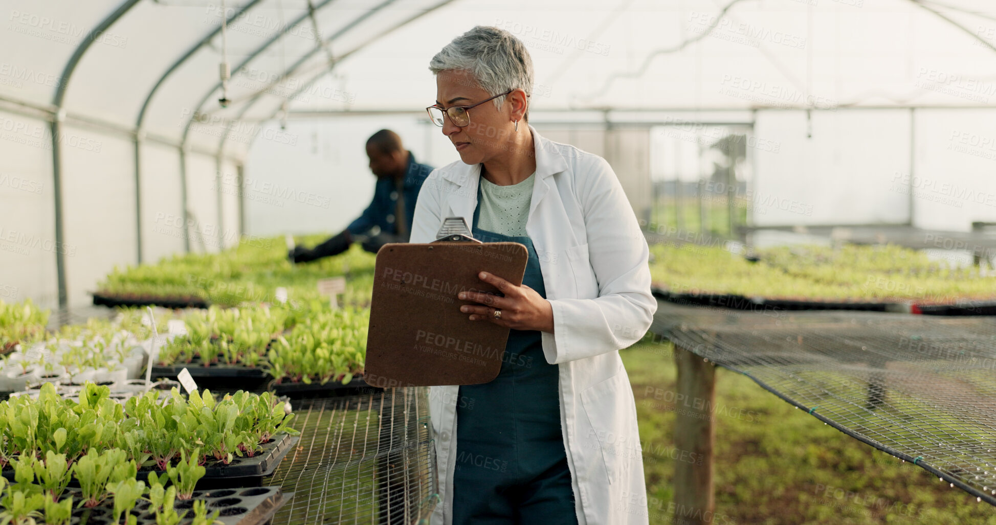 Buy stock photo Scientist, woman and checklist for greenhouse farming, gardening or agriculture inspection of plants and growth. Senior farmer or science expert check vegetables, progress and writing on clipboard