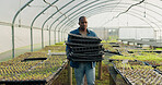 Farm, agriculture or sustainability with a black man in a greenhouse to plant crops for growth in season. Nature, spring and ecology with a farmer walking on an eco friendly plantation for farming