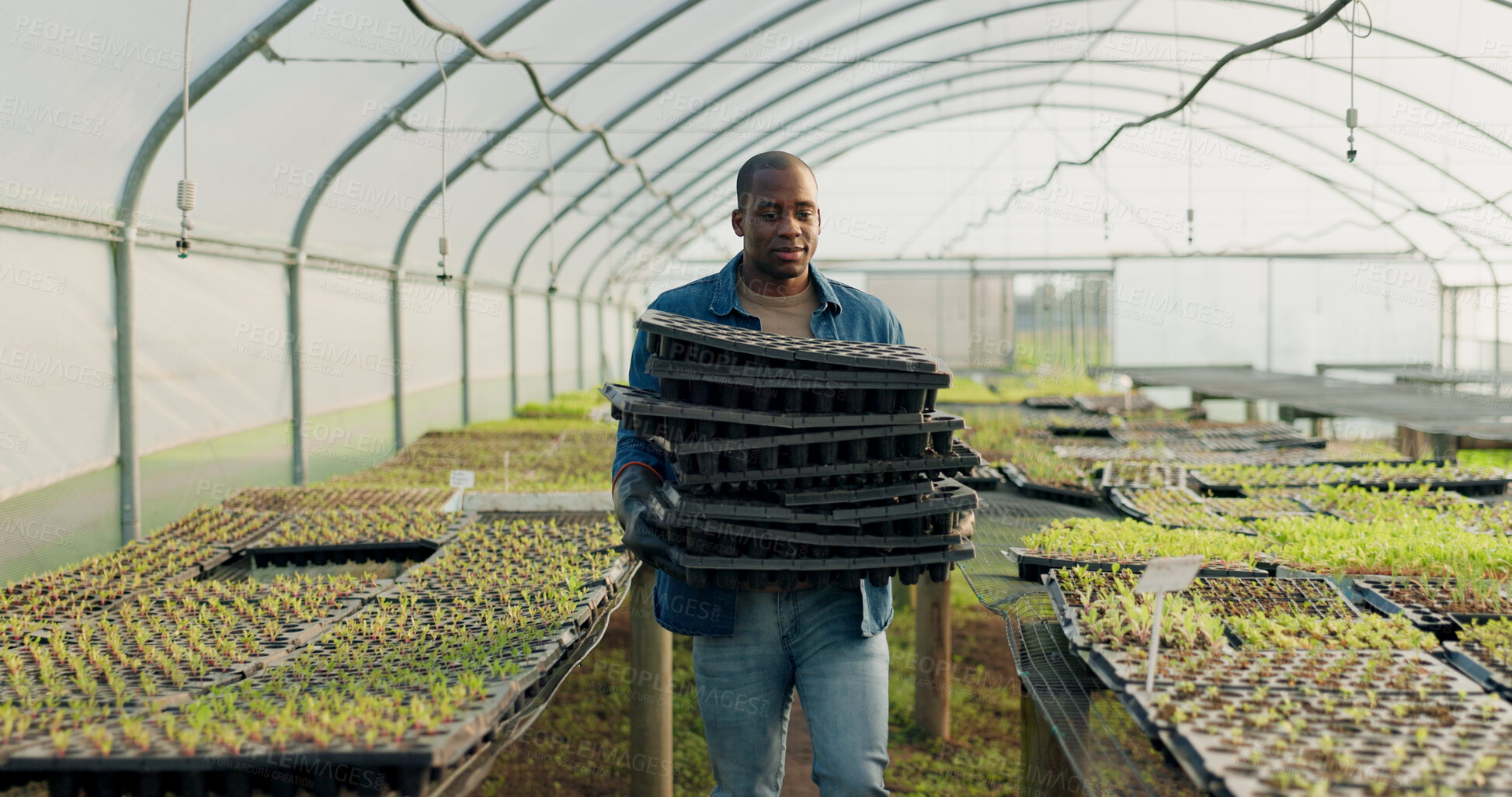 Buy stock photo Farm, agriculture or sustainability with a black man in a greenhouse to plant crops for growth in season. Nature, spring and ecology with a farmer walking on an eco friendly plantation for farming