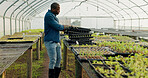 Greenhouse, tray and black man with plants, agriculture and harvest organic vegetables. Farming, nursery and African person in garden for ecology, growth of food and sustainability in small business