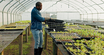 Buy stock photo Greenhouse, tray and black man with plants, agriculture and harvest organic vegetables. Farming, nursery and African person in garden for ecology, growth of food and sustainability in small business