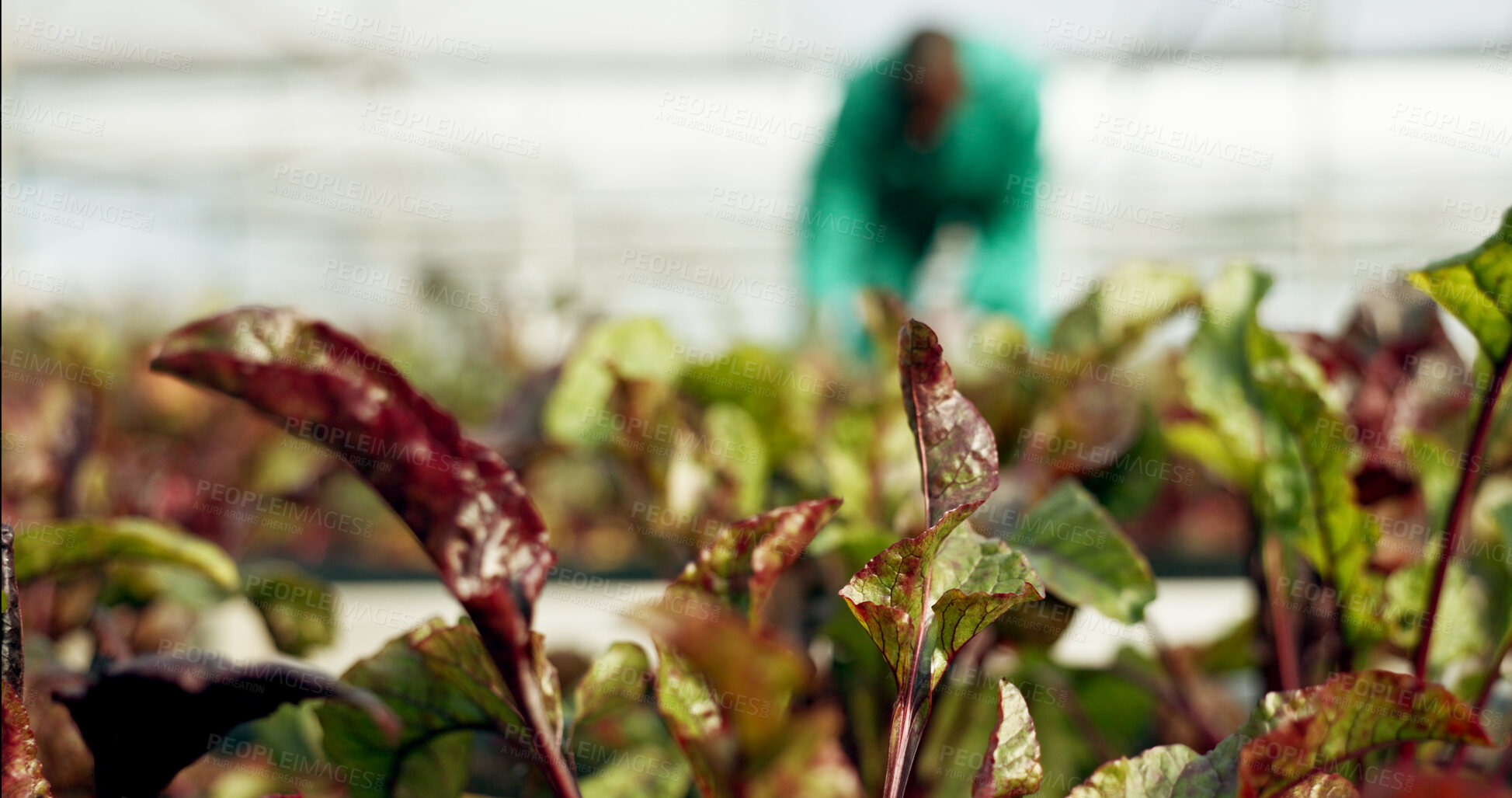 Buy stock photo Plants, farm and sustainability with a person on a blurred background for eco friendly growth or agriculture. Greenhouse farming, ecology and fresh produce or leaves with a farmer in the countryside